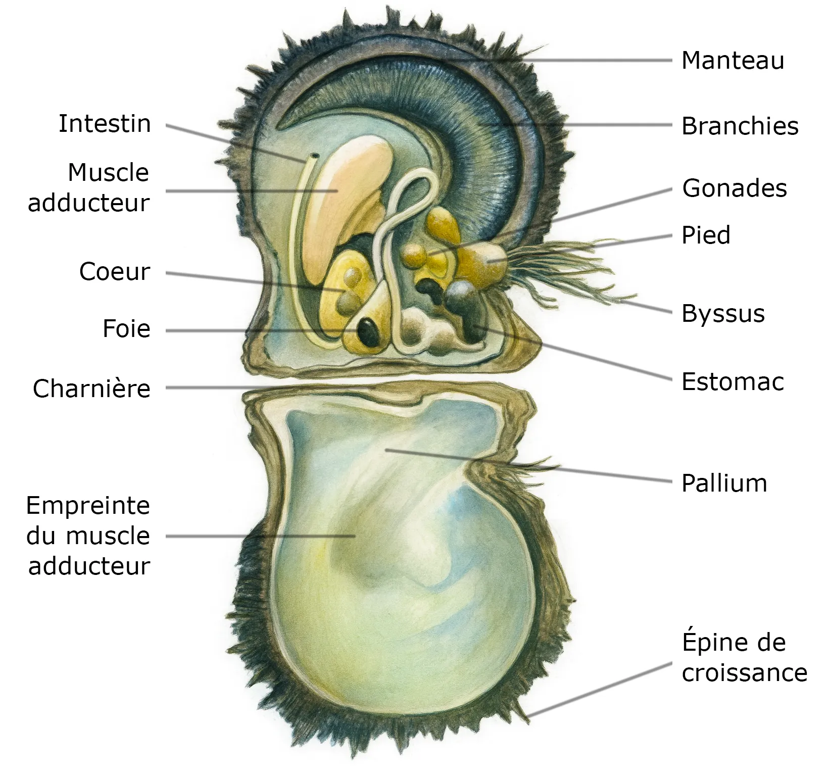 Anatomie de Pinctada Margaritifera