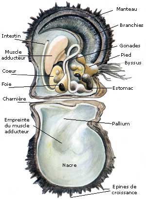 Anatomie de Pinctada Margaritifera
